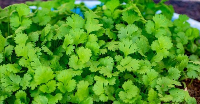 Cilantro là gì và tại sao nó quan trọng?